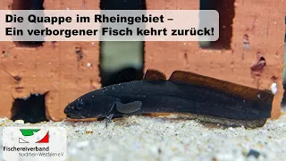 Die Quappe im Rheingebiet - Biologie der Quappe