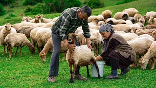 Fresh Sheep Milk - Making Traditional Caucasus Cheese