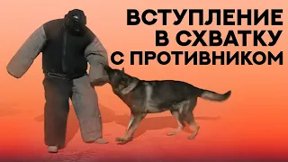 Дрессировка защитных собак. Атака противника, вступление в схватку. Service dog training.