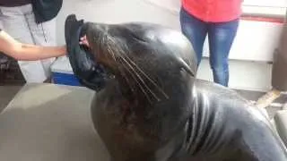 Seal climbs on our boat during a dolphin cruise in Walvis Bay, Namibia