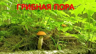 За грибами 26 июня.Грибалка удалась.Красноголовики прут.Тихая охота.