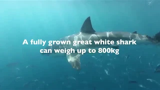 Shark Attack - Can a Shark Shield Technology deter a charging White Shark?