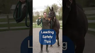 How To Lead A Horse