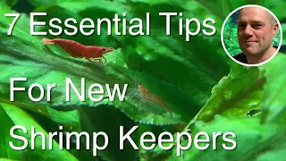 What You MUST Know Before Starting a Shrimp Tank 🦐