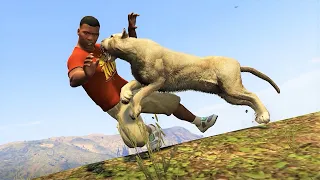 How to Survive a Cougar Attack in GTA V | defeating mountain lions in GTA V