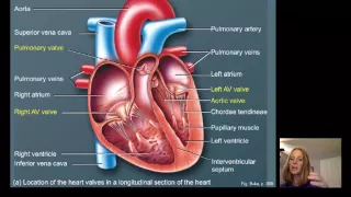 Lecture16 Cardiac Physiology