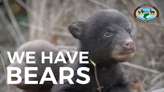 Black Bears Expanding Range Across the Natural State