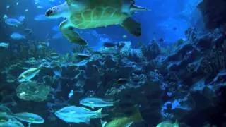 Aquarium 2hr relax music (NO MIDDLE ADS!)