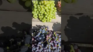 Уборка винограда 23.08.2023@Krasokhina