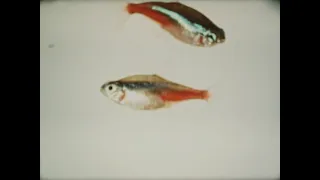 "Fish And Things" nature film (16mm)