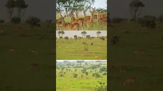 The Uganda Kob - Wildfrontiers Uganda Safaris