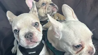 FRENCH BULLDOG FLUFFY CARRIERS 13 WEEKS OLD RICHMOND VA GREATER AREA