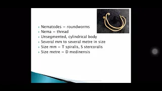 Nematodes 1 introduction to nematodes