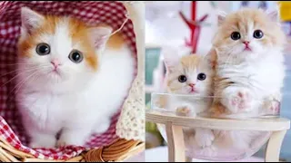 OMG So Cute Cats ♥ Best Funny Cat Videos 2021 # 84 || Cute Cats Omg