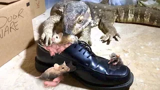 Lizard Finds Rat Nest in Nice Dress Shoes--Eats Everyone