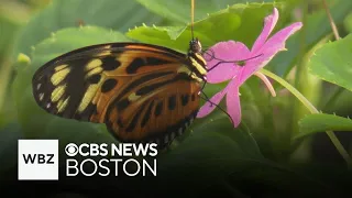 The Butterfly Place in Massachusetts brings a "spiritual peace" to visitors