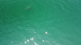 Dolphins Lead to a Sea Turtle.