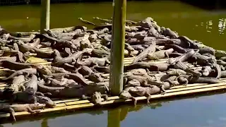 DO NOT STEP ON DOCK FULL OF 1000 ALLIGATORS!!!