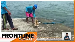 Asong umaalalay sa mga nagdadaong ng barko sa Bogo City, viral | Frontline Pilipinas