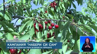 Няма кой да ги бере: Ще спрат ли в Кюстендилско да произвеждат череши? | БТВ