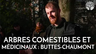 Arbres comestibles et médicinaux aux Buttes-Chaumont