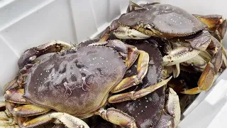 Fishing in Alaska | The Dungeness Crabs Here are HUGE
