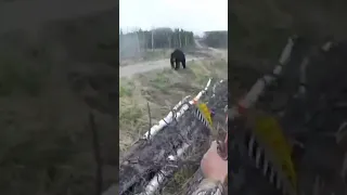 هجوم الدب الاسود ولكن الرجل استطاع الهرب