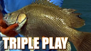 Most Delicious Fish In the World - Space Coast Tripletail Fishing