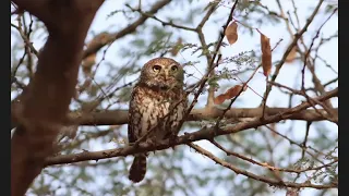 Birding in Ethiopia - NV Presentation by Tom Plath - November 6, 2020