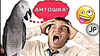 ✅ ЗАЦИКЛЕННЫЙ ПОПУГАЙ - УПРЯМЫЙ КАК ОСЛИК 😂 СМЕШНО ДО СЛЁЗ 🐦 ЖАКО ПЕТРУНЯ