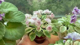 African Violet - Rob's Cool Fruit