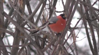 Что едят снегири?/What do bullfinches eat?