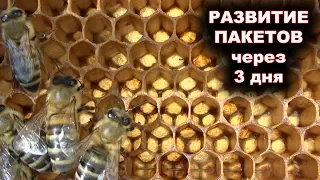 Развитие пчелопакетов через 3 дня после покупки.