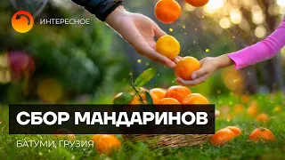 Tangerine harvest in Georgia Batumi Makhinjauri