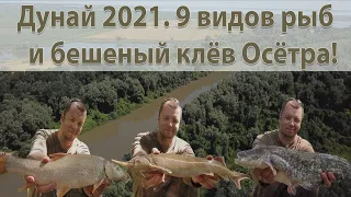Рыбалка на Дунае 2021, "Кислицкий Остров" г. Измаил. Осетр как из пулемета! Краснокнижные виды рыб