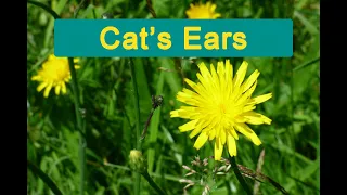 Cat's Ears (false dandelion), identification & uses