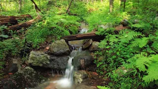 鋼琴 🎶 流水音樂 🎶 水聲音樂, 睡眠轻音乐, 白噪音, 睡眠音樂   流水聲、放鬆睡覺、午休睡眠、專治失眠、男女瑜咖、舒壓按摩、冥想放空