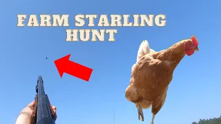 PEST CONTROL Starling Hunt on the FARM