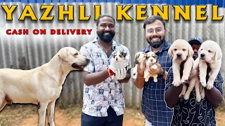 Puppies for Sale | Low Price with Quality Puppies | Coimbatore Yazhli Kennel