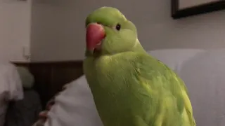 Cute parrot talking and making the funniest sounds.. “so adorable”