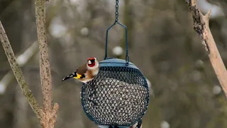 the harmony between goldfinch, tits und siskin birds, lots of colors, lots of wild birds 2021