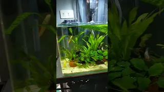 New Display for my Aquarium | My pet