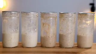 What's the best flour to feed a sourdough starter?