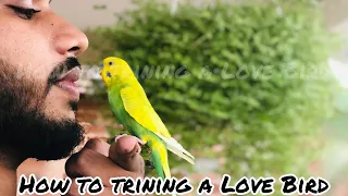 How to training a Love bird  Training for budgies  Termed love birds budgies