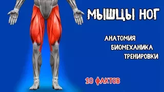 MUSCLES OF LEGS. 10 Facts. Training, Biomechanics, Anatomy.