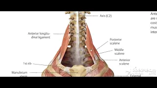 Scalenea muscles