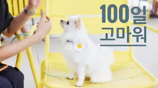 강아지 입양 100일 맞이 기념 여행  feat . 강릉 세인트존스 호텔