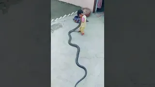 2 year's old kid playing with cobra snake | OMG