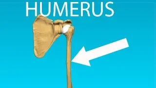 Humerus Anatomy - Bones #2