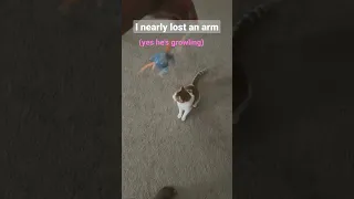 Cat almost bites off my arm #shorts